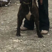 واگذاری پیتبول ۱۵ماه