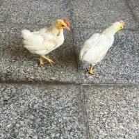 جوجه خروس