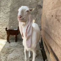 عسلویه