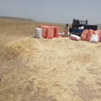 کاه نرم دیم