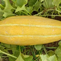خربزه|خوردنی و آشامیدنی|پارسآباد, |دیوار