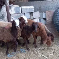 فروش ۵راس بره ماده هترو و همو