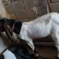 بیگ افغانی درجه یک لنگه سقلو