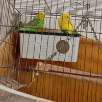 پرنده