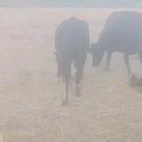 گوساله تازه کل گرفته