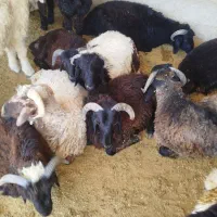 بره نر