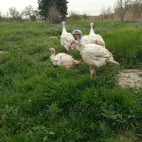 بوقلمون گوشتی اورگانیک