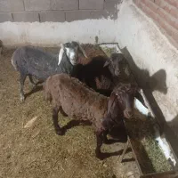 گوسفند نر برای قربانی