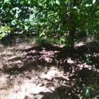 ۳۰ قصب زمین باغ ساردو دربهشت