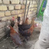 جوجه بومی