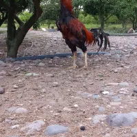 خروس لاری