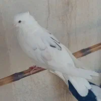 کفتر