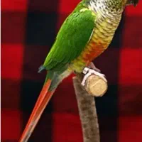 طوطی گرینچیک