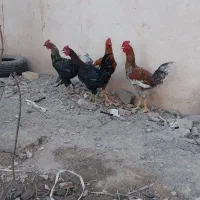 خروس|حیوانات مزرعه|رباط‌کریم, رباط‌کریم|دیوار