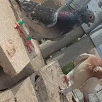 کبوتر فری