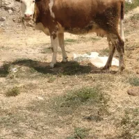 گاو سمینتال شیری شکم اول با گوساله سمینتال