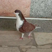 پنج تا رنگی و سبز