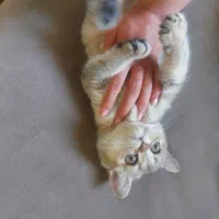 بچه گربه بریتیش ماده