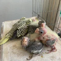 چهار عدد جوجه سرلاکی نازار