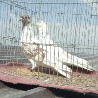 تعدادی پرنده