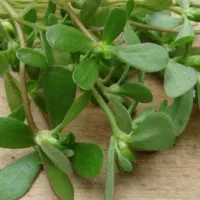 سبزی خرفه تازه