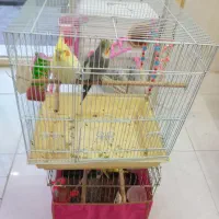 عروس هلندی و مرغ عشق