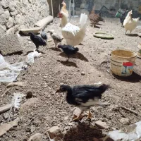 مرغ|حیوانات مزرعه|سنندج, |دیوار