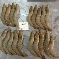 میگو پرورشی منجمد