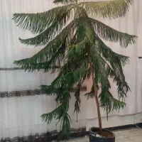 کاج مطبق طبیعی