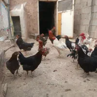 مرغ و خروس