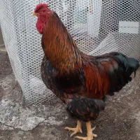 مرغ و خروس زینتی
