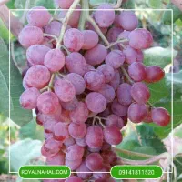 انگور تازه امروز باز میکنیم