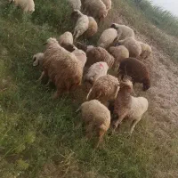 میش بره|حیوانات مزرعه|سوری, |دیوار