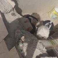 توله نر نگهبان