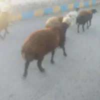 بره قوچ