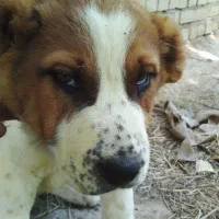 ماده‌ اصیل خراسانی گله ای