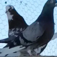 کفتر|حیوانات|مشکین‌دشت, |دیوار