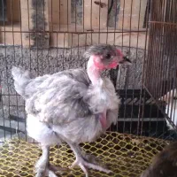 جوجه مرغ گردن لختی