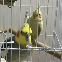 عروس هلندی نر و ماده و قفس