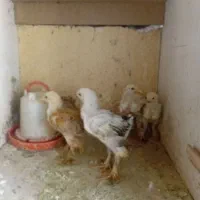 جوجه برهما۶۰۰۰۰۰