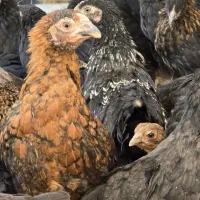 مرغ تخم گذار