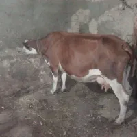 گاو سیمینتال اصل