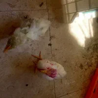 جوجه