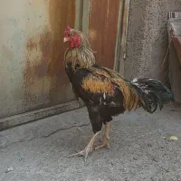 مرغ خروس جوجه لاری