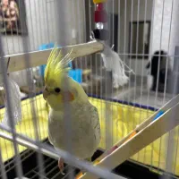 عروس هلندی ۵ماهه جوجه نر