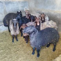 بره قربانی سبک و سنگین