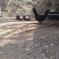 مرغ پاکوتاه فول فول