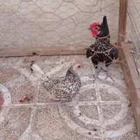 تعدادی مرغ و خروس لاری فروشی