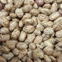 لوبیا چیتی تمیز و درجه یک