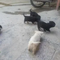 توله سگ پاکوتاه نژاد پامرا خرسی
